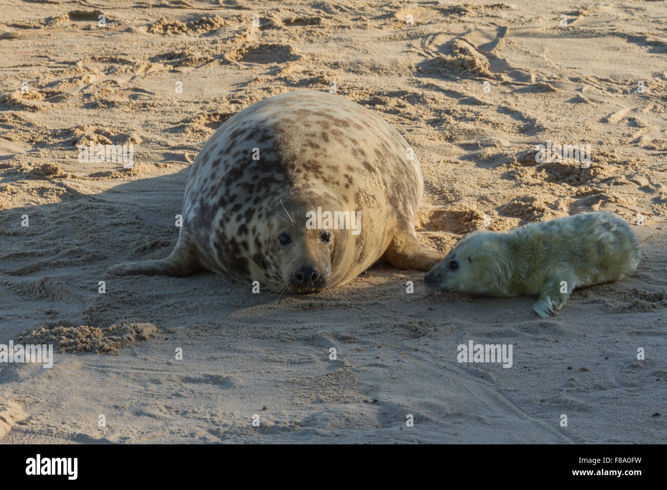 Mother and baby seal on Horsey Beach Norfolk Stock Photo Alamy