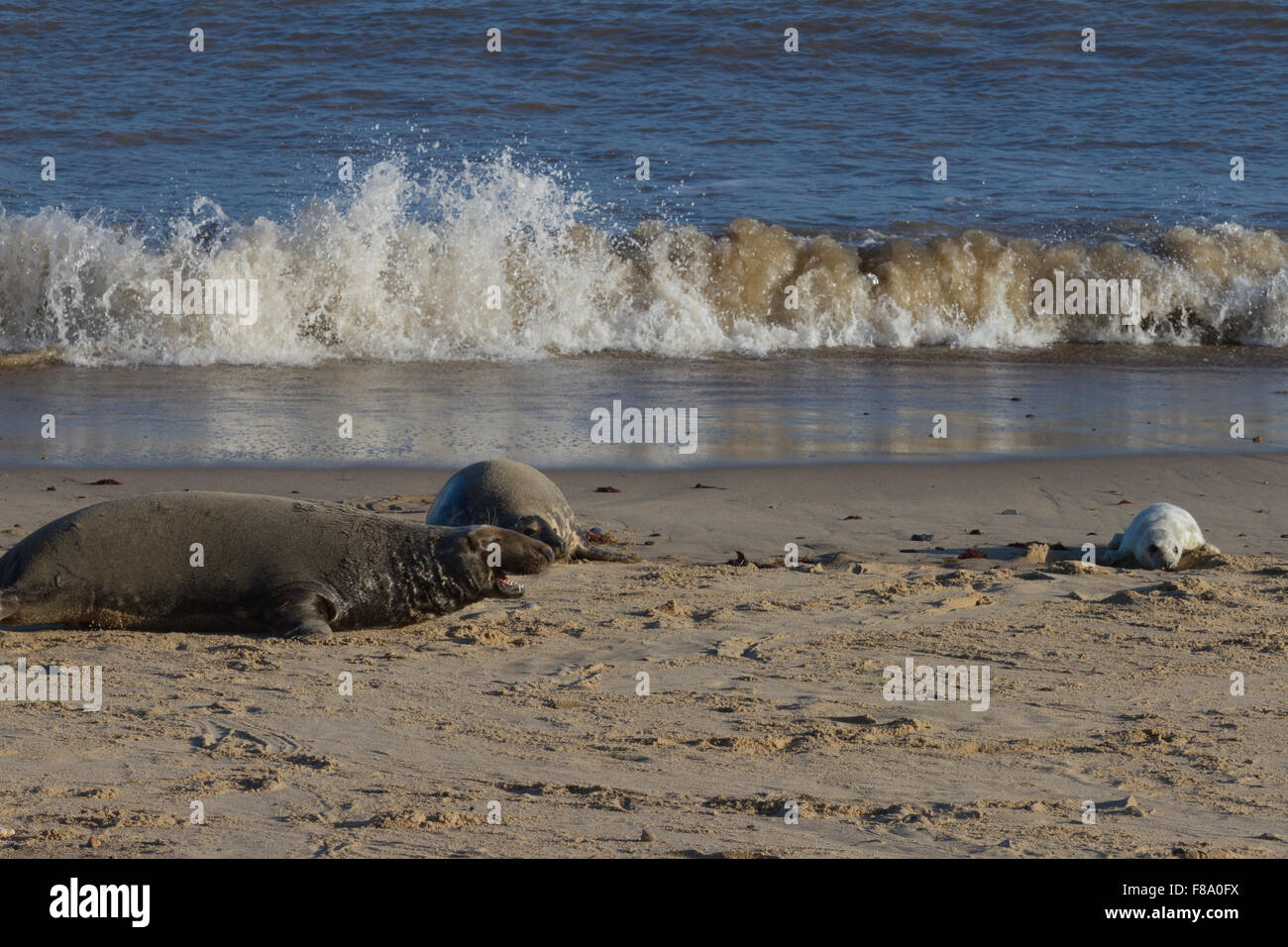 Seals on Horsey Beach Norfolk Stock Photo Alamy