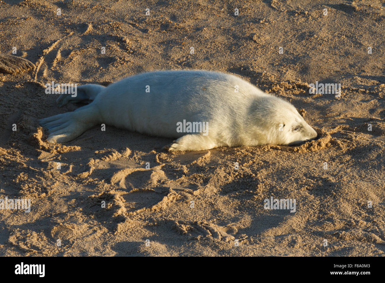 Baby seals hires stock photography and images Alamy
