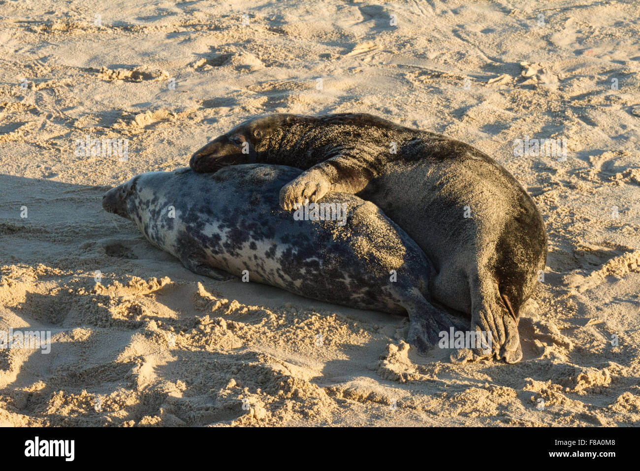 Grey Seals mating on Horsey Beach Norfolk Stock Photo Alamy