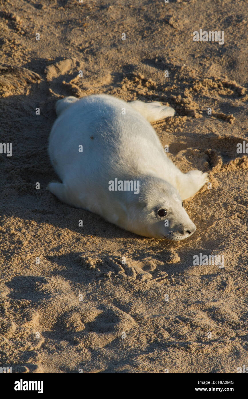 Baby grey seals hires stock photography and images Alamy