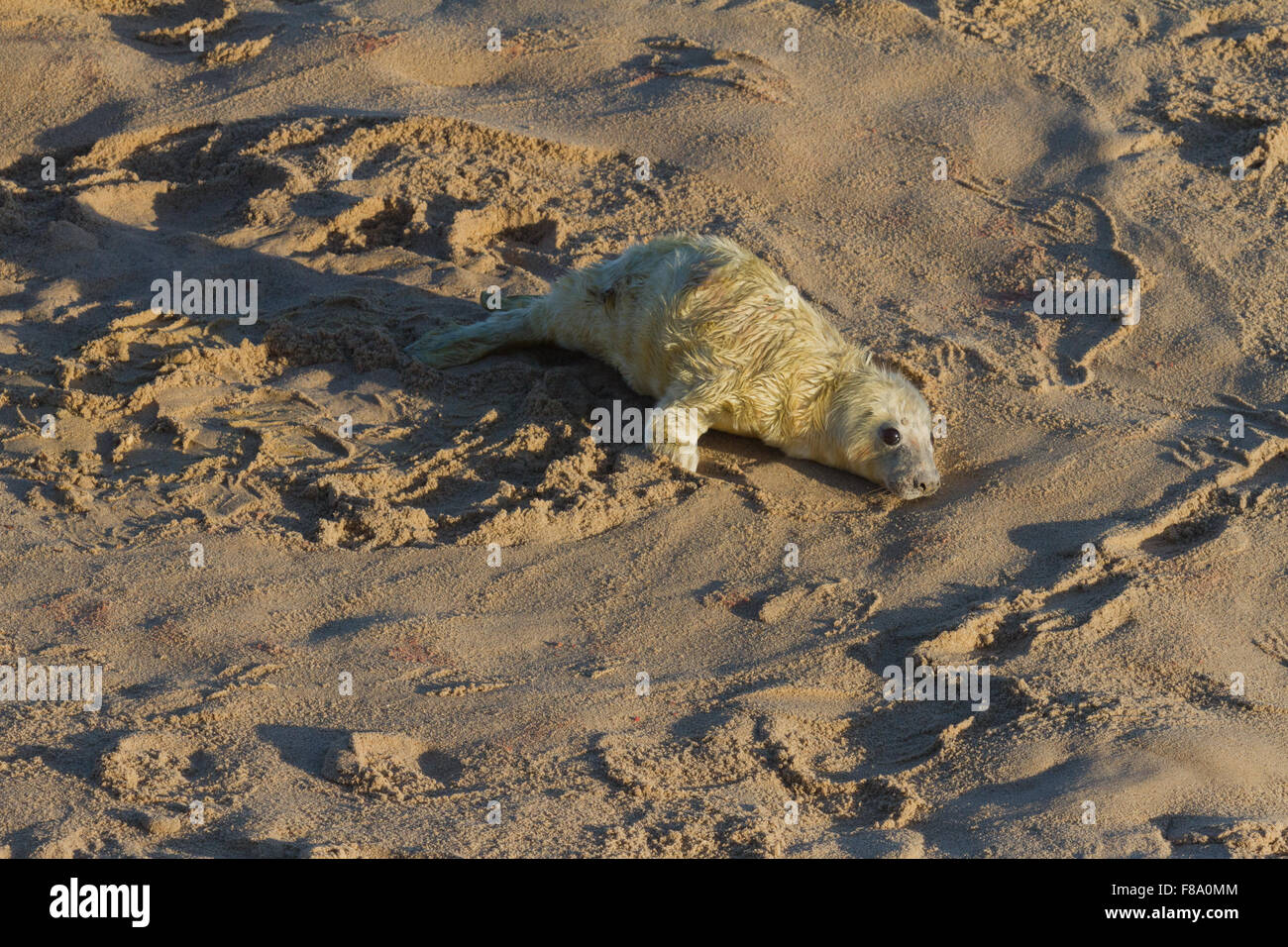 Grey Baby Seal on Horsey Beach Norfolk Stock Photo Alamy