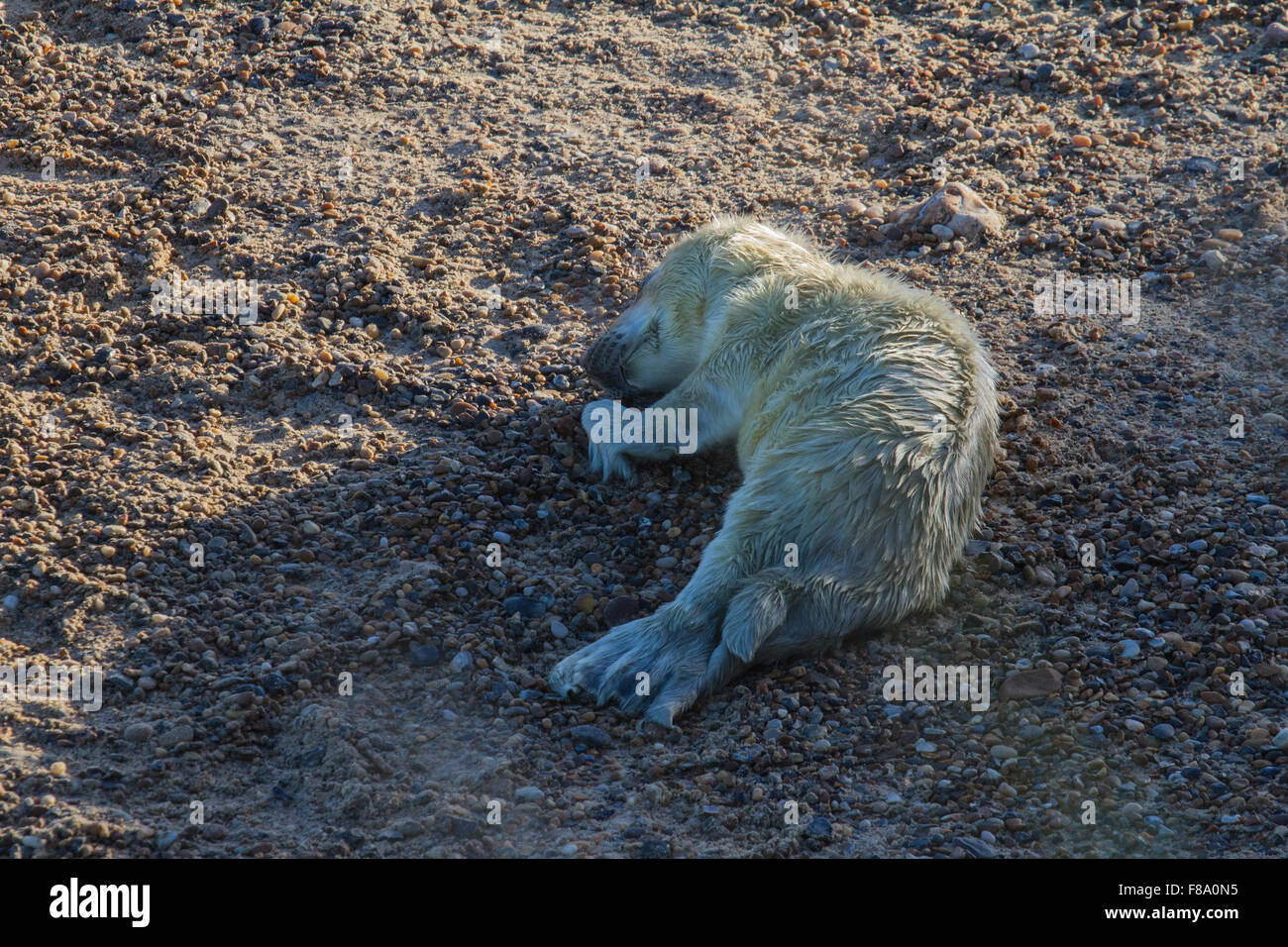 Baby Seal on Horsey Beach Norfolk Stock Photo Alamy