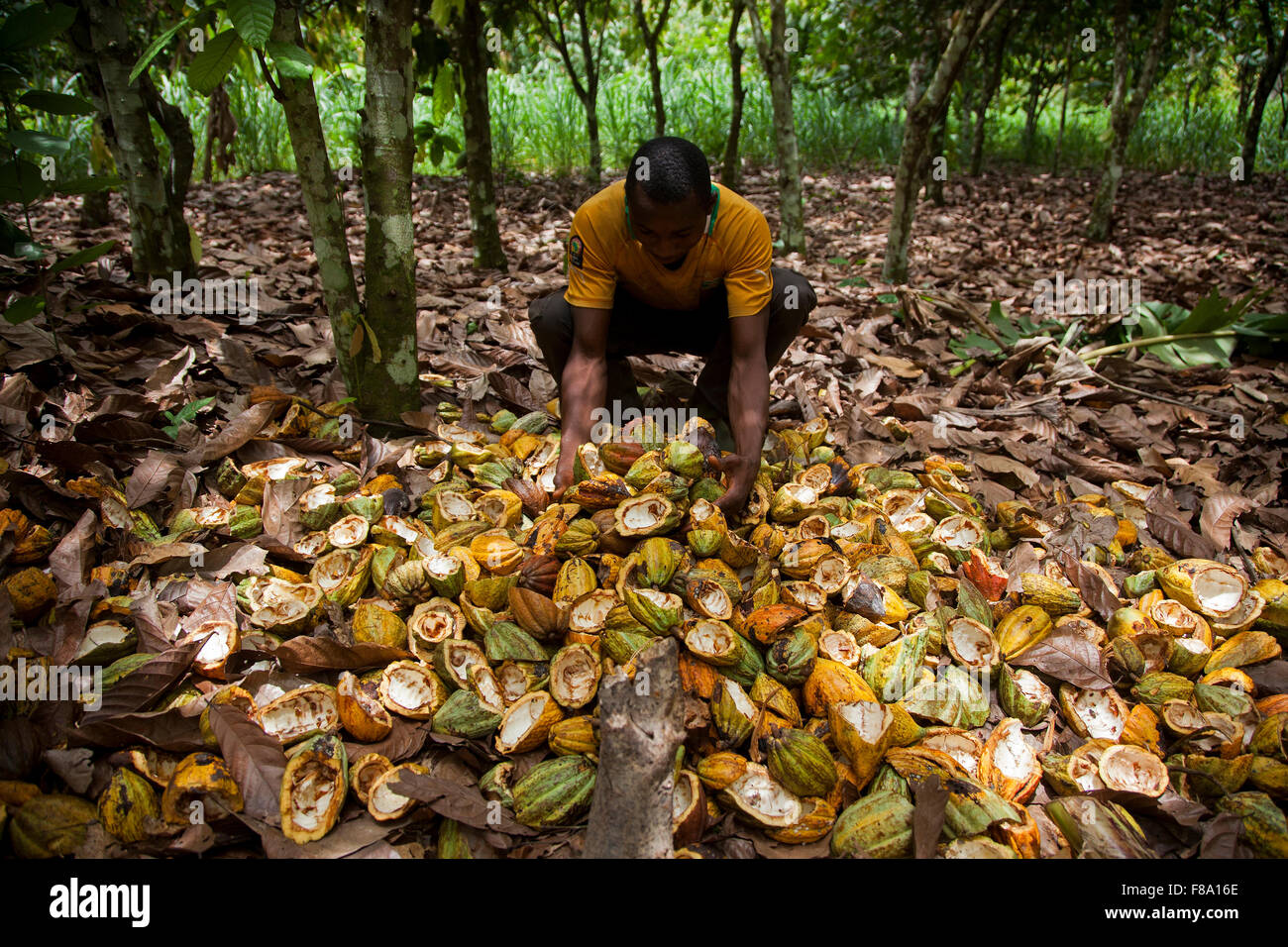 Cocoa shells, Subre, Ivory coast Stock Photo
