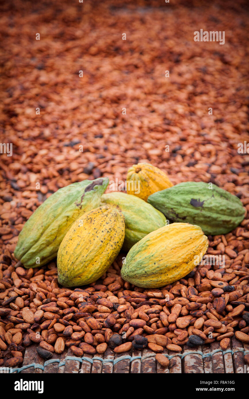 Cocoa fruits, Subre, Ivory coast Stock Photo