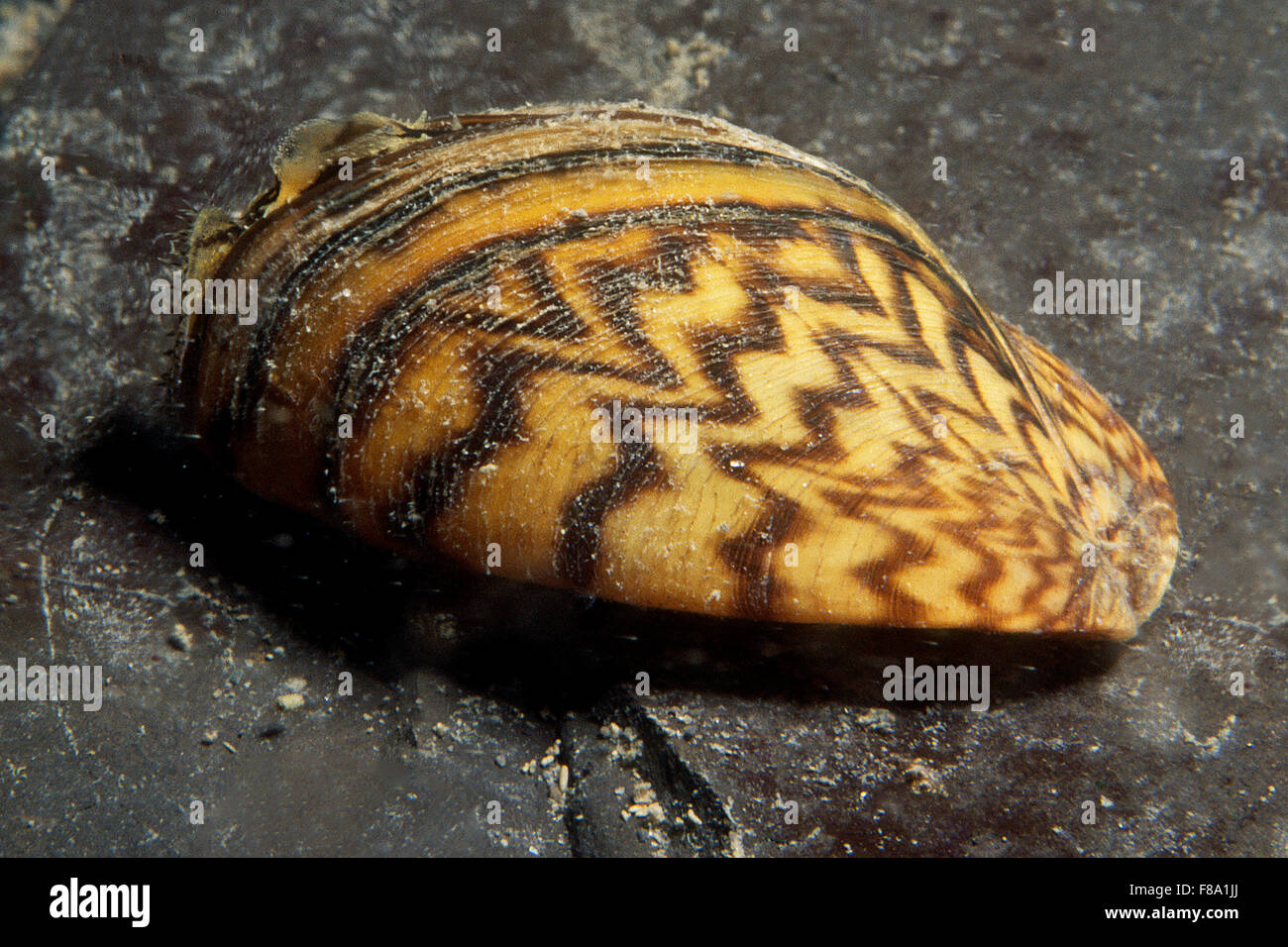 Zebra mussels are an invasive species that has been accidentally introduced to numerous areas including the St. Lawrence River. Stock Photo