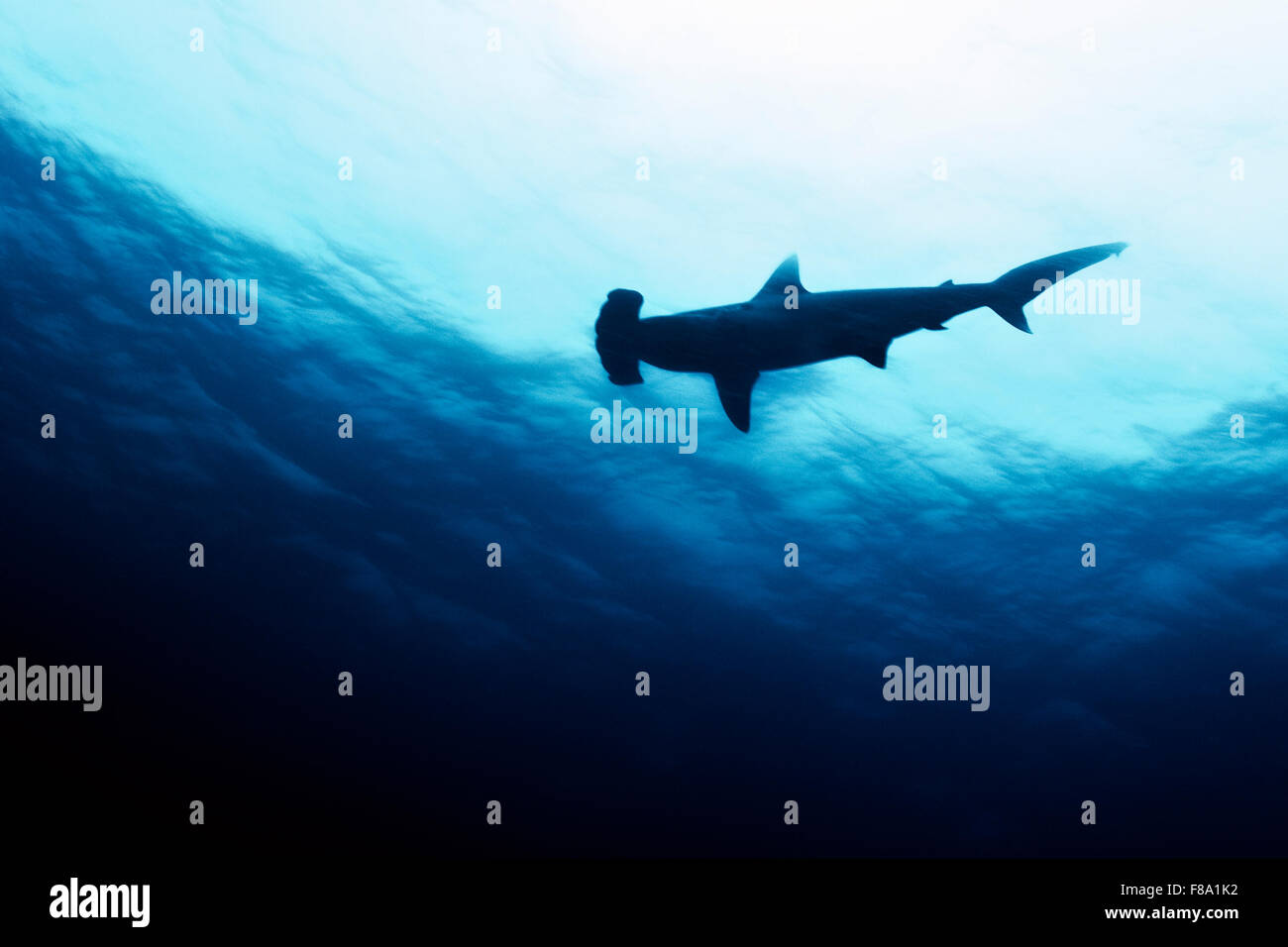 Scalloped hammerhead shark underwater at the Galapagos Islands Stock