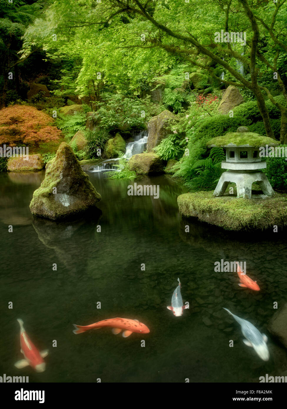 Koi in pond with Japanese lantern and waterfalls. Japanese Gardens. Portland, Oregon Stock Photo
