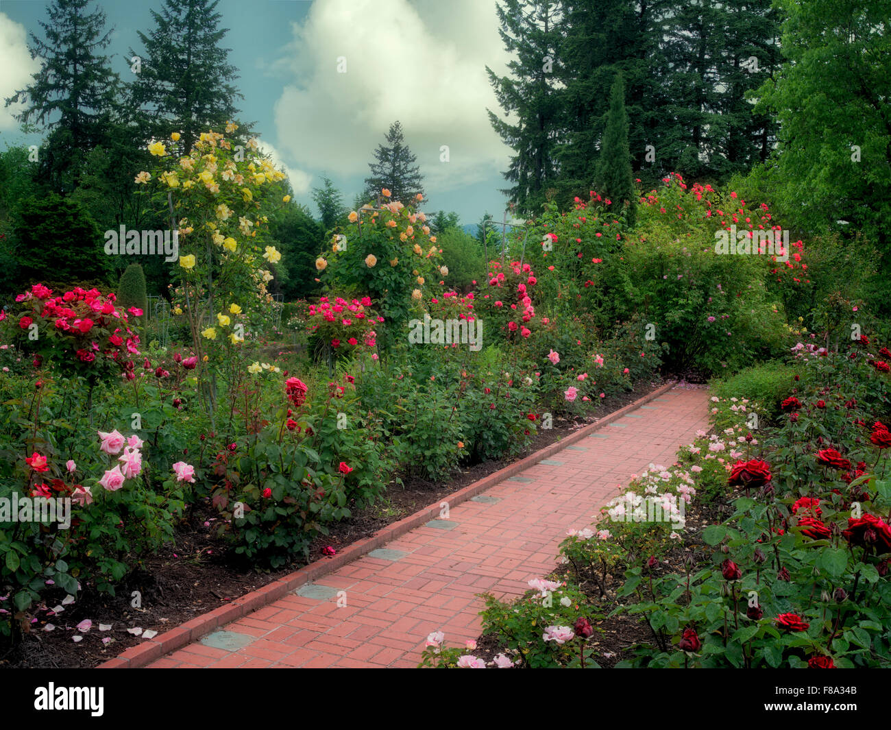 Path through roses. Portland Rose Test Gardens. Portland, OR Stock Photo