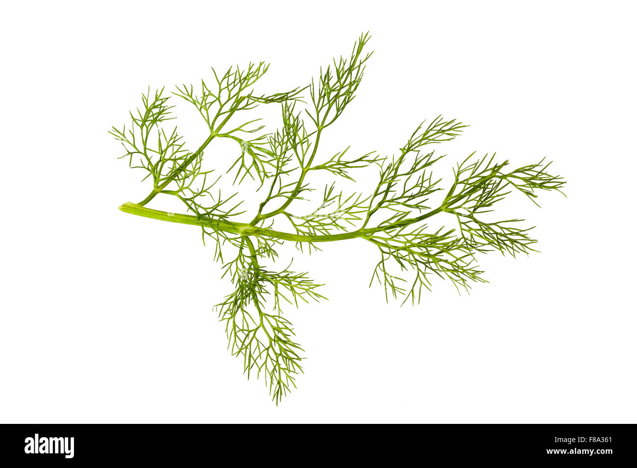 Sprig of fennel isolated on white Stock Photo
