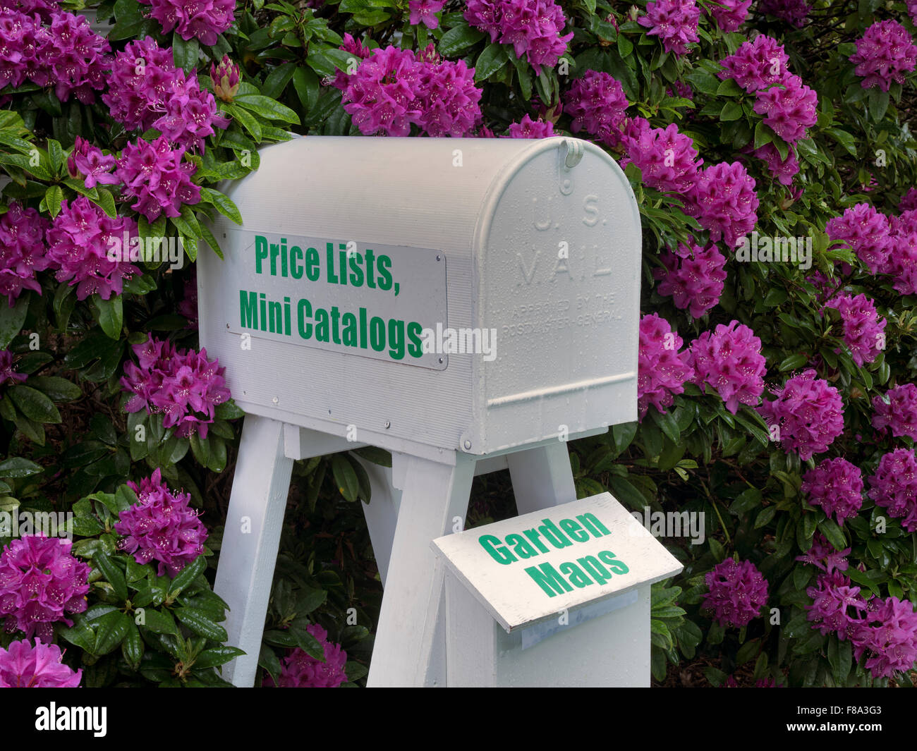 Mailbox and rhododendrons blooming. Schrieners Iris Gardens. Oregon Stock Photo