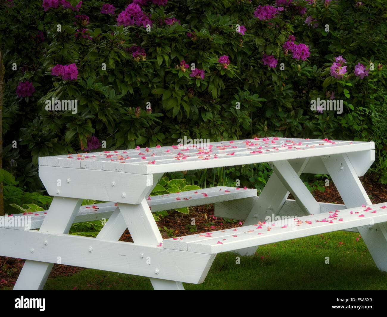Table with fallen blossoms and blooming rhododendron. Schrieners Iris Gardens. Oregon Stock Photo