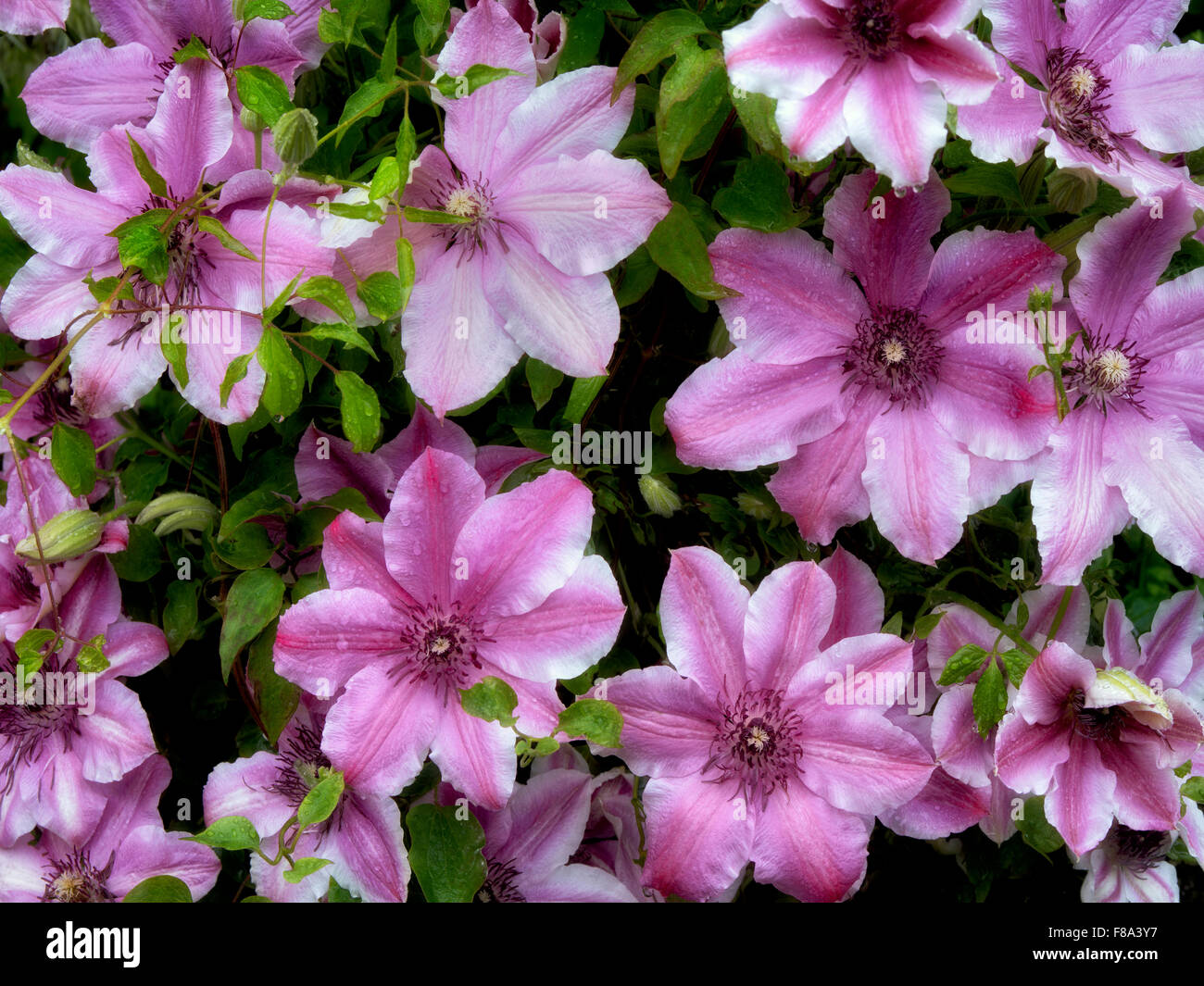 Close up of Carnaby Clematis. Schrieners Iris Gardens. Oregon Stock Photo