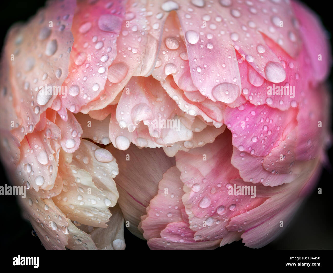 Close up of peony with rain drops. Schrieners Iris Gardens. Oregon Stock Photo