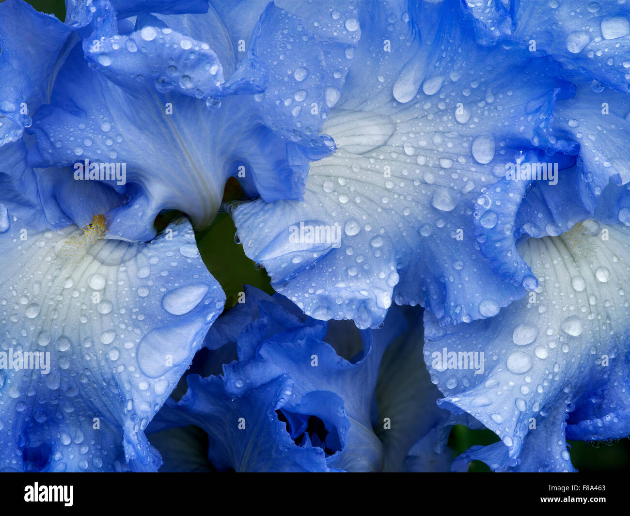 Close up of Joyful Skies Iris. Schrieners Iris Gardens. Oregon Stock Photo