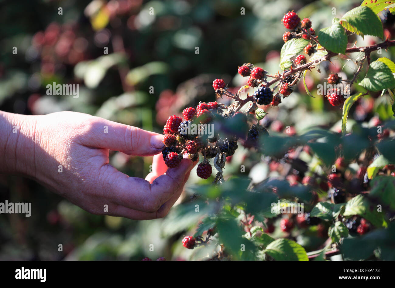 Woman picking blackberries. Stock Photo