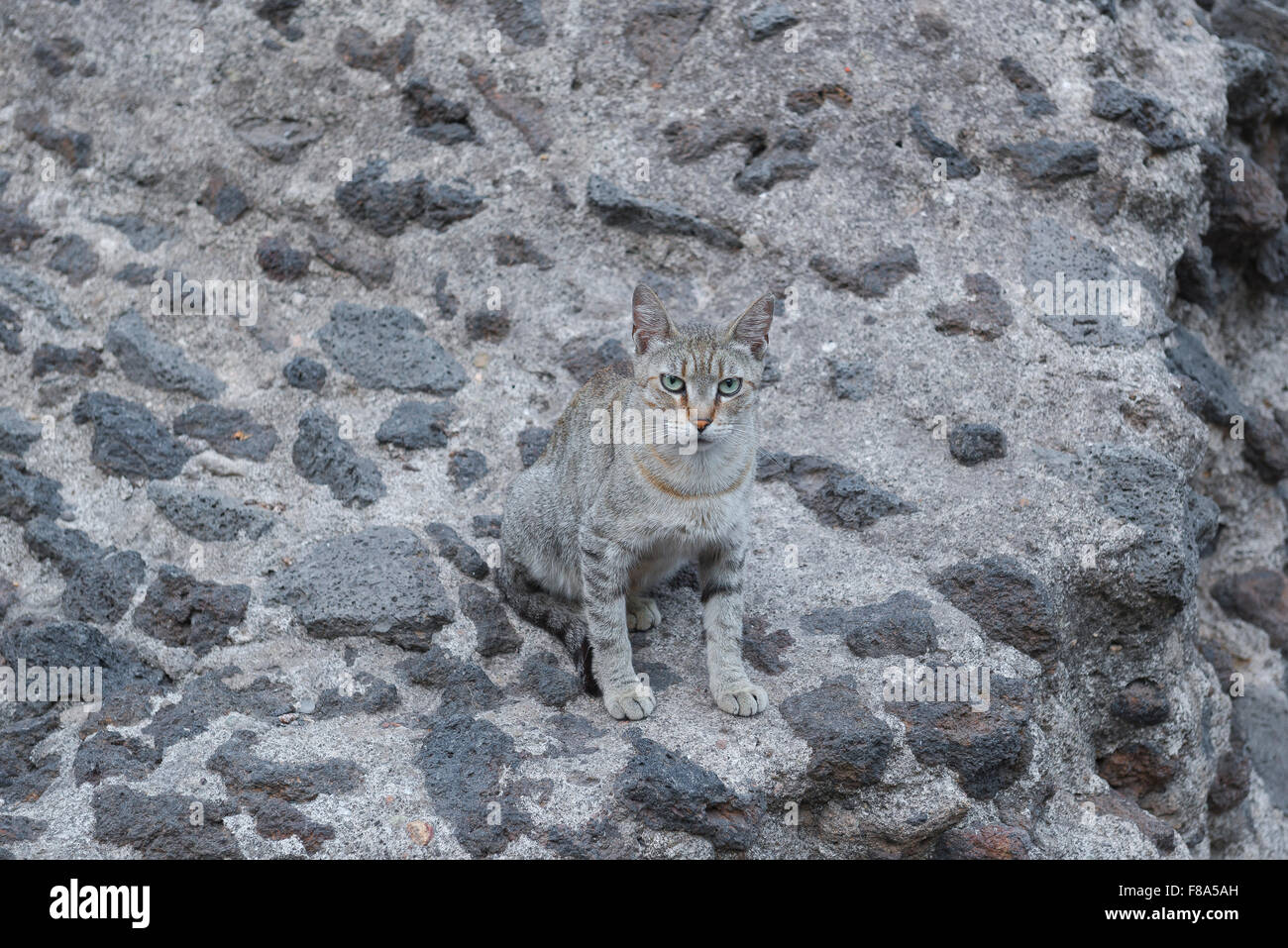 Cat feral, view of a grey feral cat sitting among the ruins of the ancient  roman theatre (teatro antico) in Catania, Sicily Stock Photo - Alamy