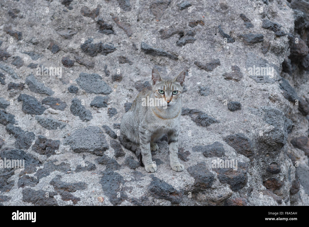 Cat feral, view of a grey feral cat sitting among the ruins of the ancient roman theatre (teatro antico) in Catania, Sicily. Stock Photo