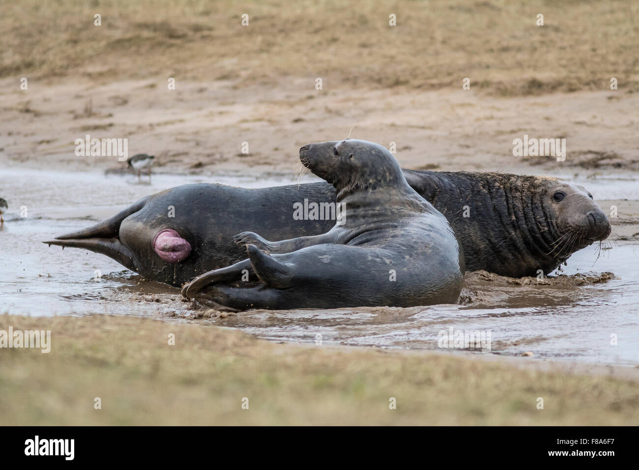 grey seals after mating Stock Photo Alamy