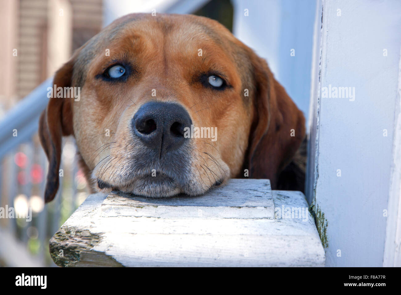 Dog resting it's chin on an outdoor stair post. [Property Released] Stock Photo