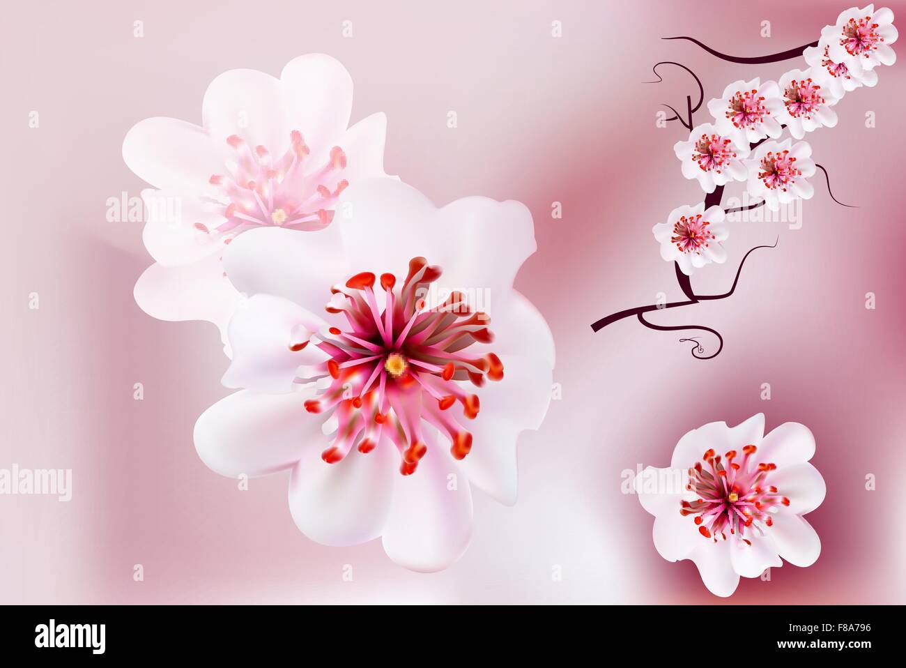 Pink cherry blossom sakura flowers in Japanese style Stock Vector Image