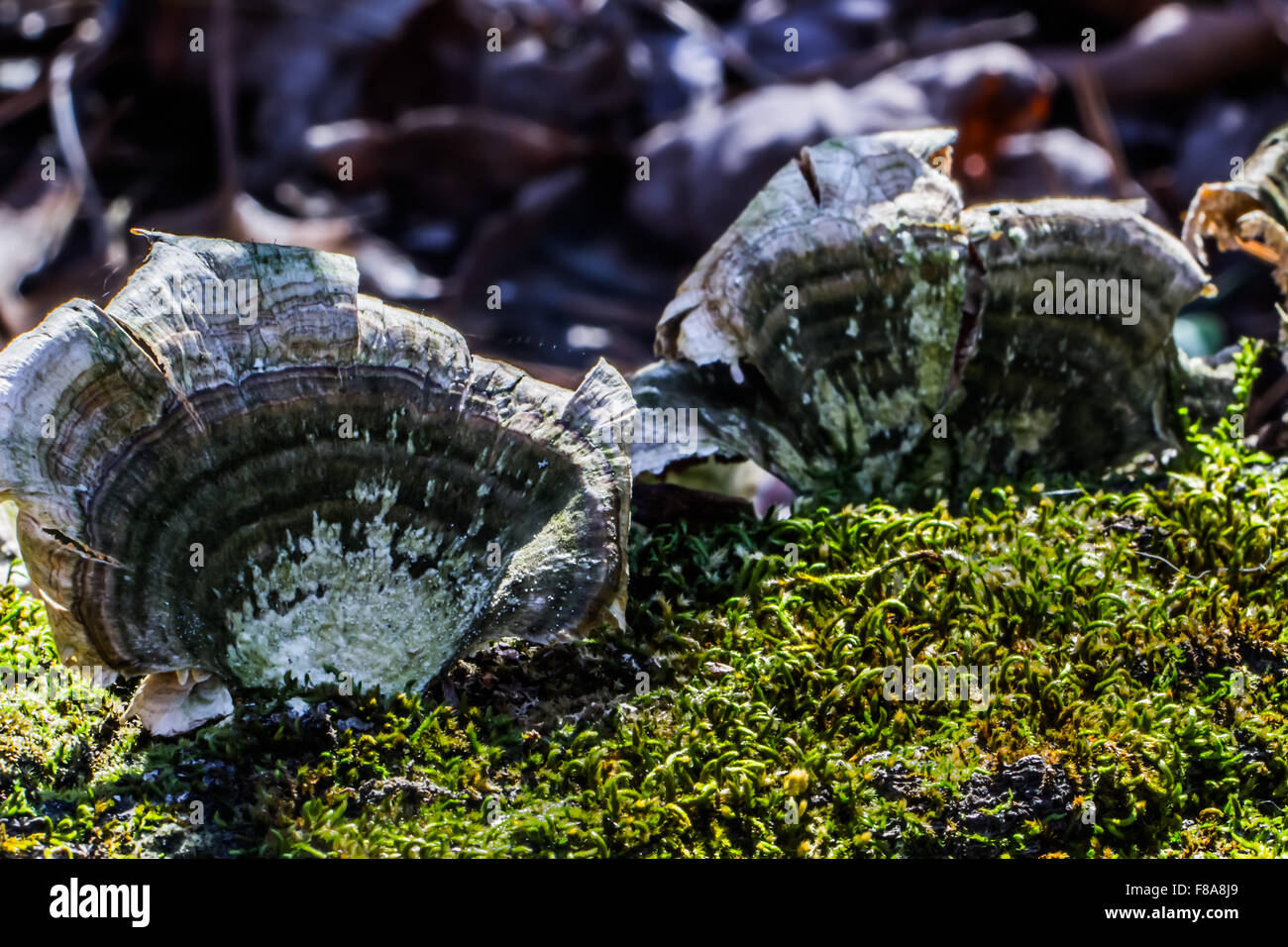Mushrooms growing on a fallen tree branch Stock Photo Alamy