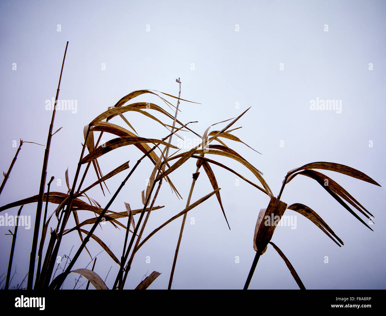 An upward view of wild rye grasses looking toward a clear sky Stock Photo
