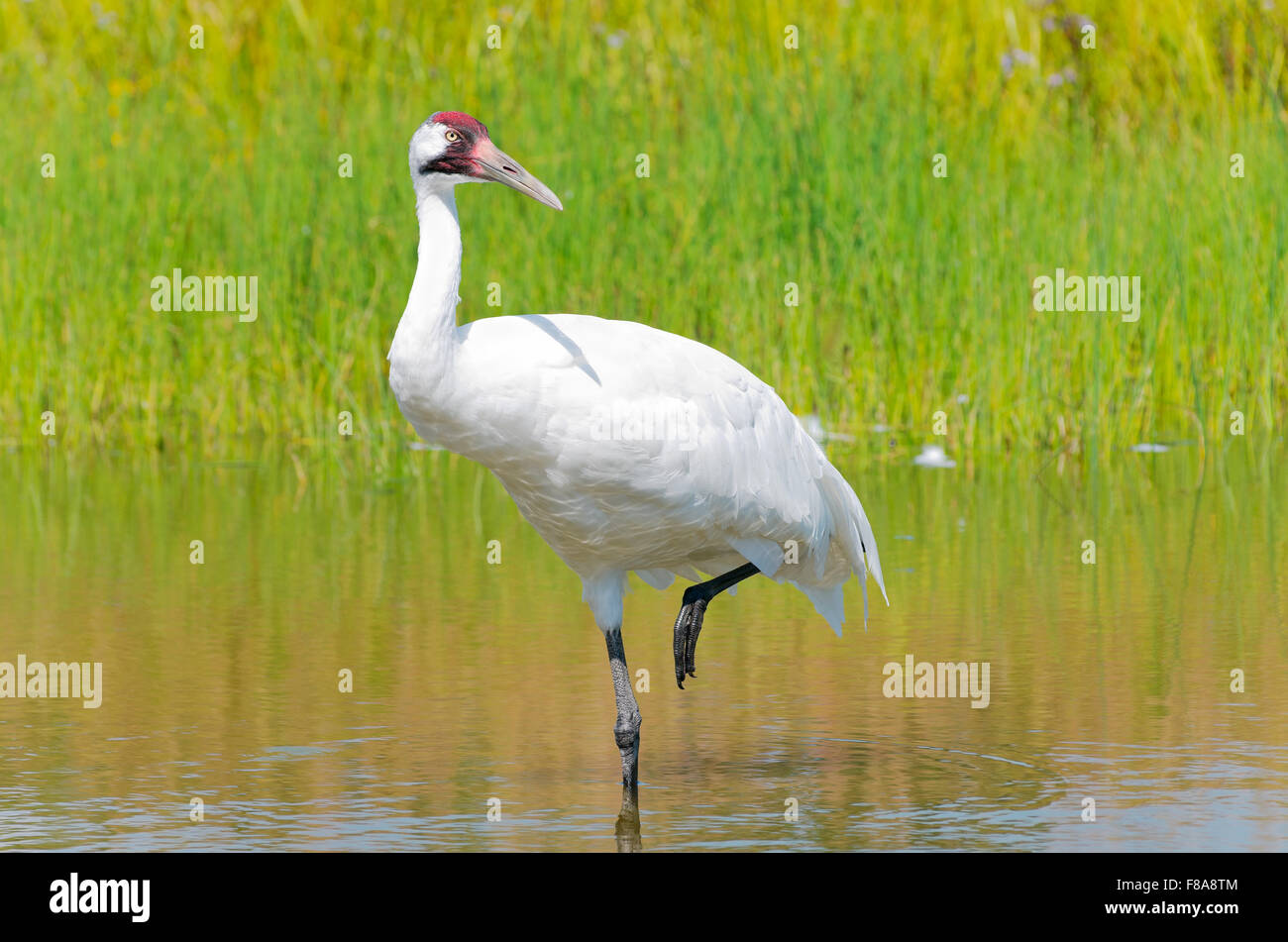 whooping crane or grus americana bird wading with one leg raised in marsh Stock Photo