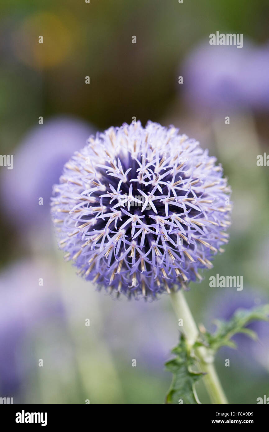 Echinops bannaticus 'Taplow Blue'. Globe thistle flower. Stock Photo