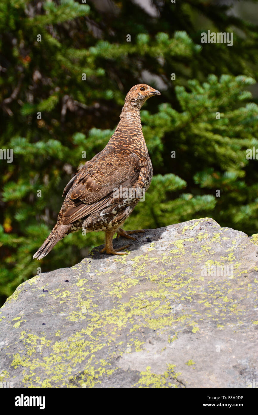 Grouse female on the lookout Stock Photo