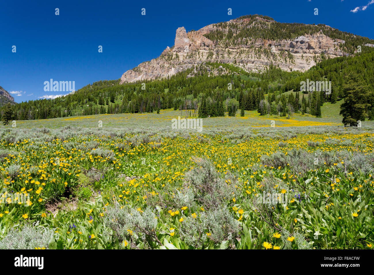 Balsamroot wildflowers blooming in a meadow in the Gros Ventre Mountains, Bridger-Teton National Forest, Wyoming Stock Photo