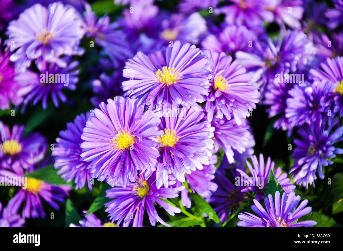 Purple flowers bunched together Stock Photo Alamy