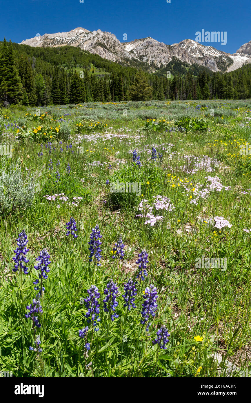 Lupine wildflowers blooming in a meadow in the Gros Ventre Mountains, Bridger-Teton National Forest, Wyoming Stock Photo