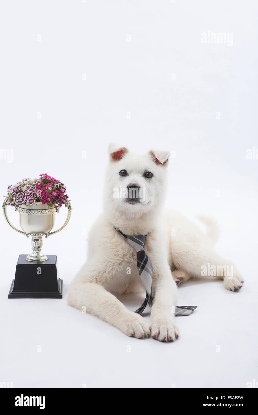 Lying white dog in a tie next to a trophy Stock Photo