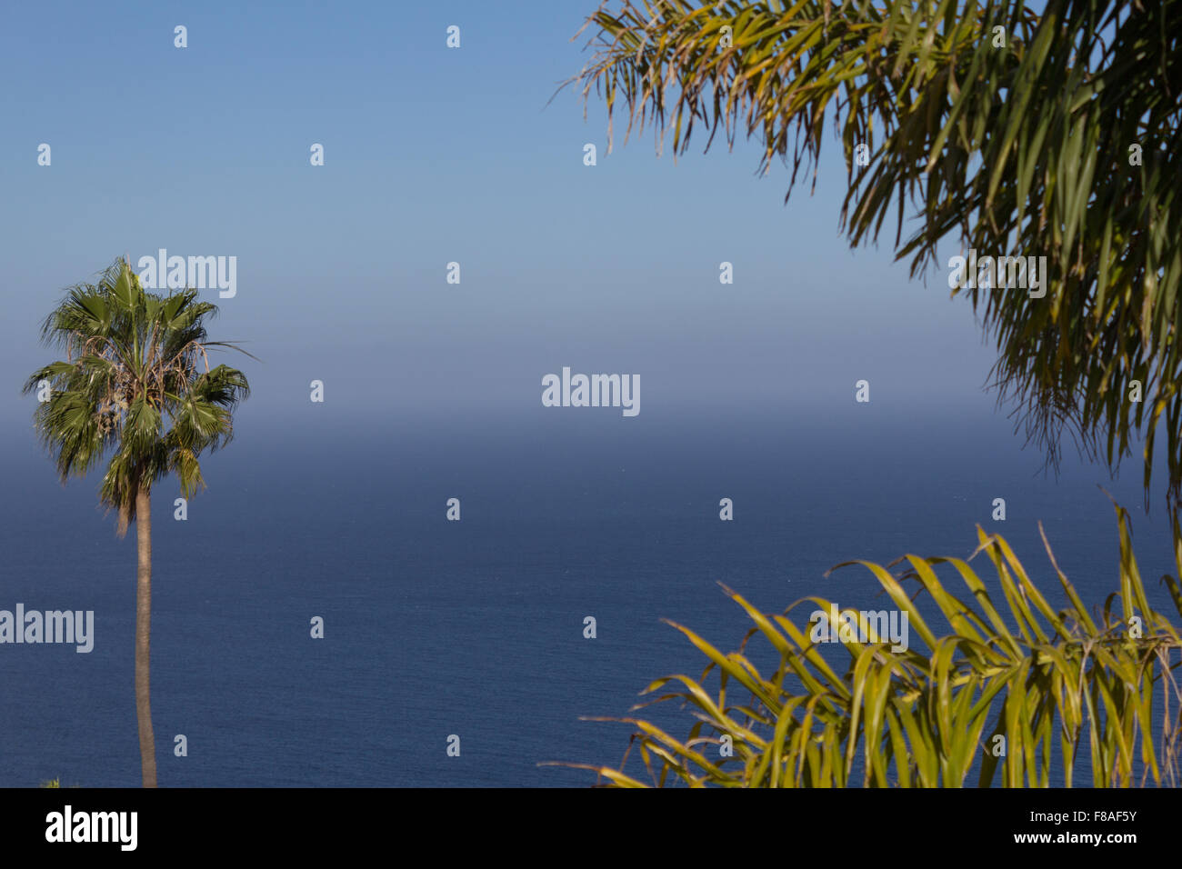 ocean view with palm trees and blue sky Stock Photo