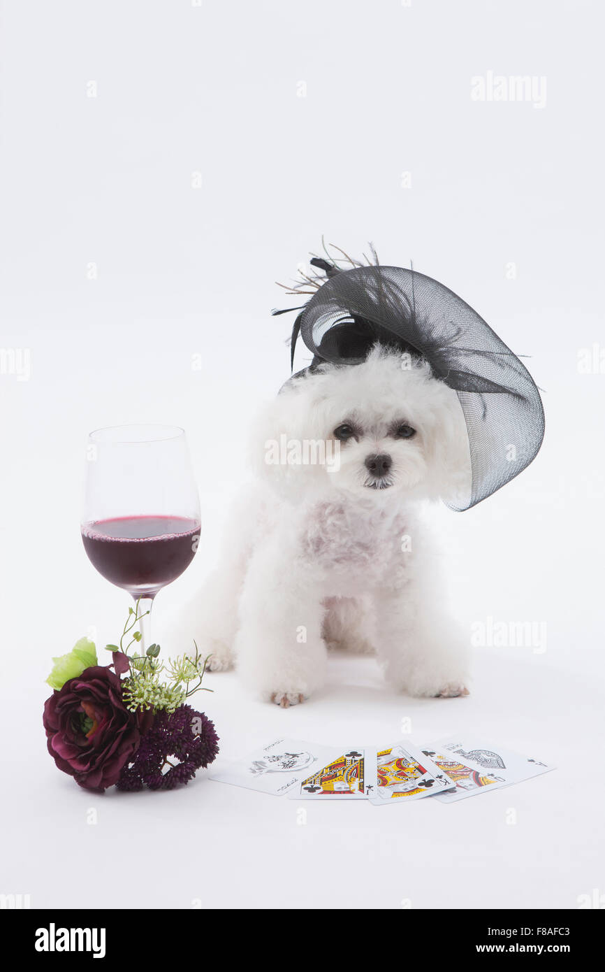 Bichon frise wearing a black hat sitting behind cards and a glass of wine Stock Photo