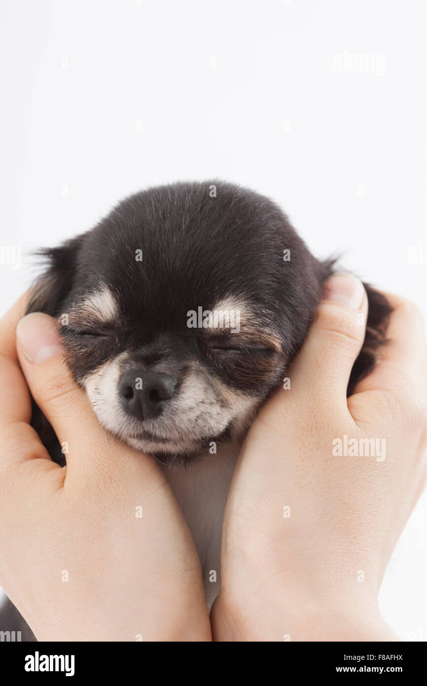 Black Chihuahua with closed eyes cupped by hands Stock Photo