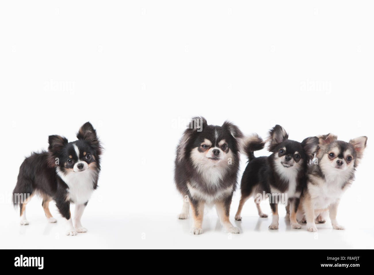 Four Chihuahuas standing and staring forward Stock Photo