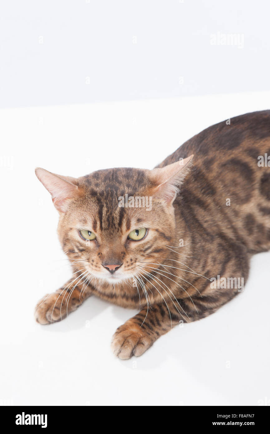 Bengal cat with a scowl lying down Stock Photo