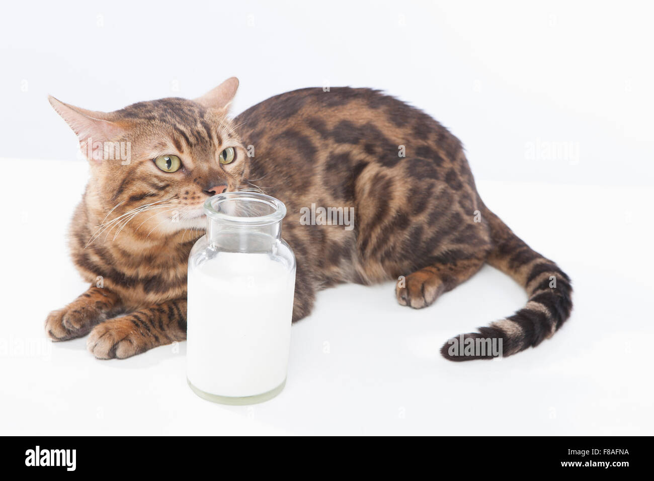 Bengal cat lying down and smelling a bottle of milk Stock Photo