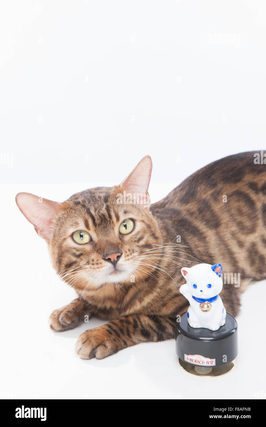 Bengal cat lying down behind a small cat statue Stock Photo