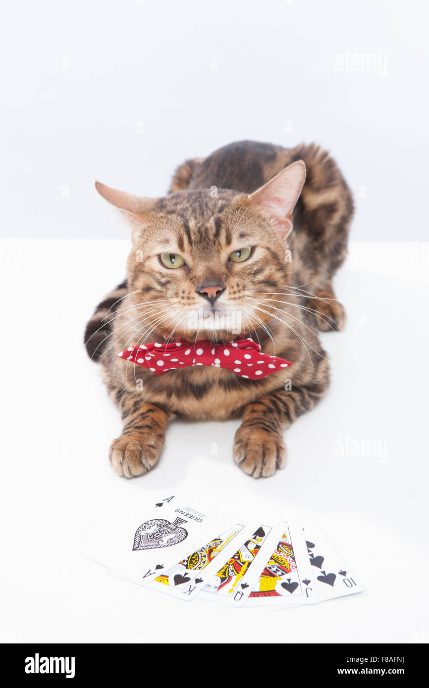 Bengal cat in a bow tie behind cards Stock Photo