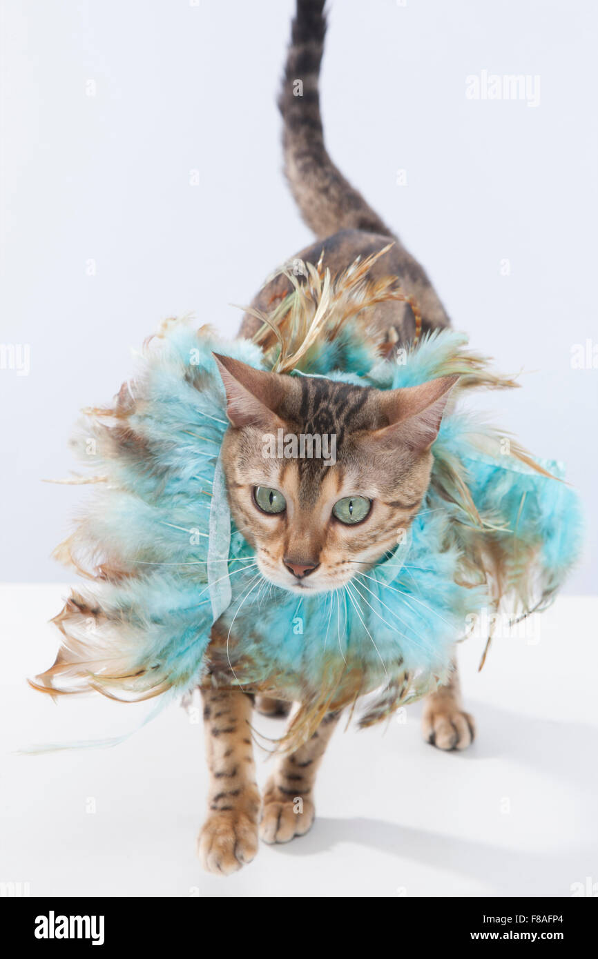 Bengal cat with blue feather accessory Stock Photo