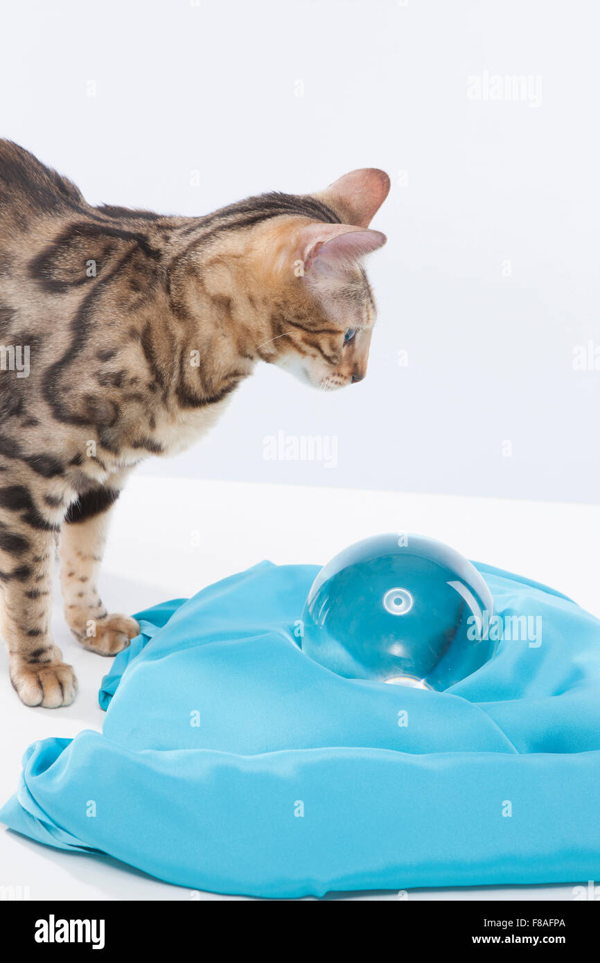 Bengal cat looking at a crystal marble on silk cloth Stock Photo