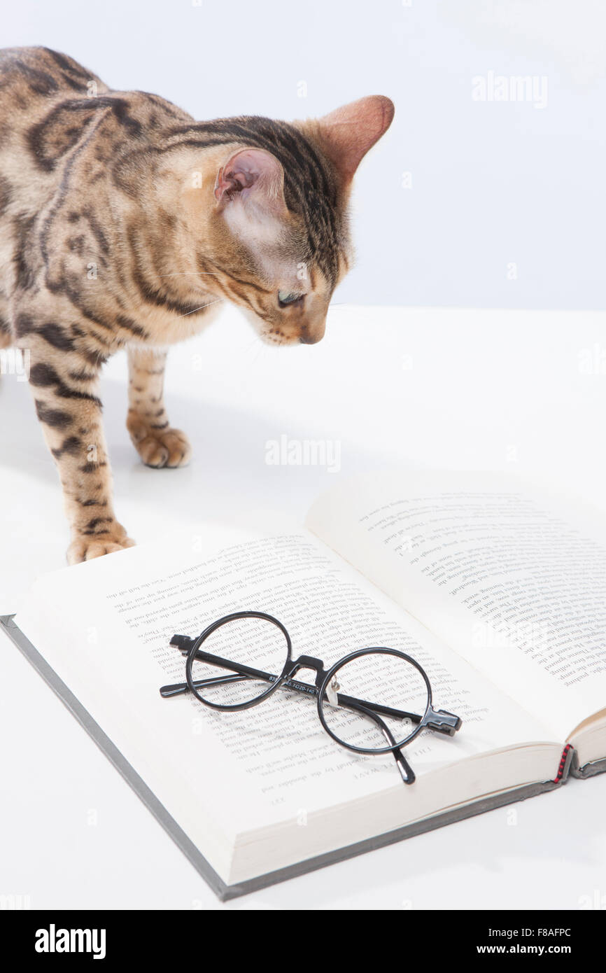 Bengal cat staring down at a book Stock Photo