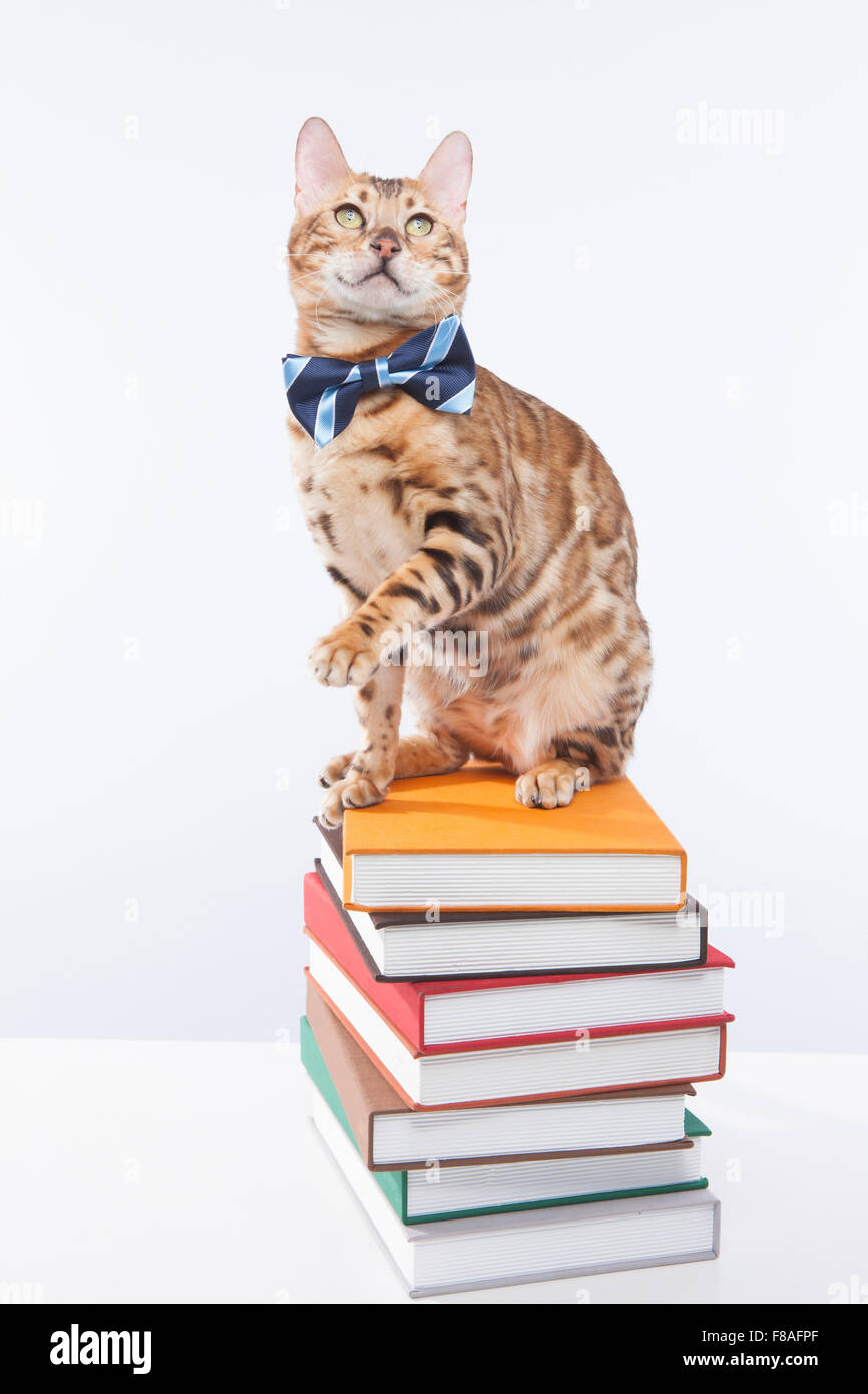 Bengal cat in a bow tie sitting on a pile of books Stock Photo