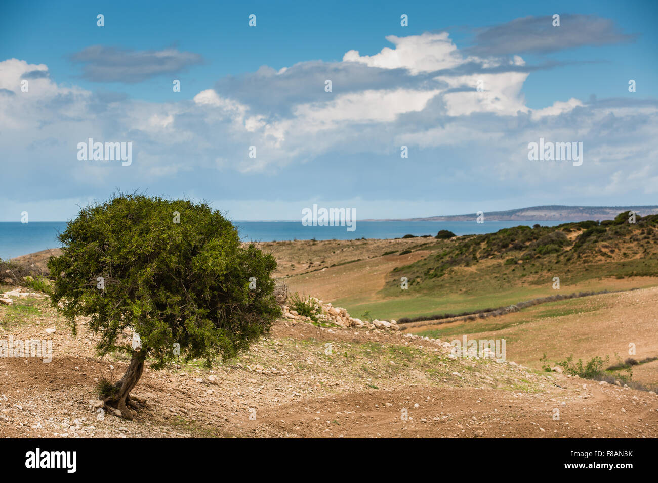 Argan tree on the Atlantic coast. Essaouira, Morocco. Stock Photo