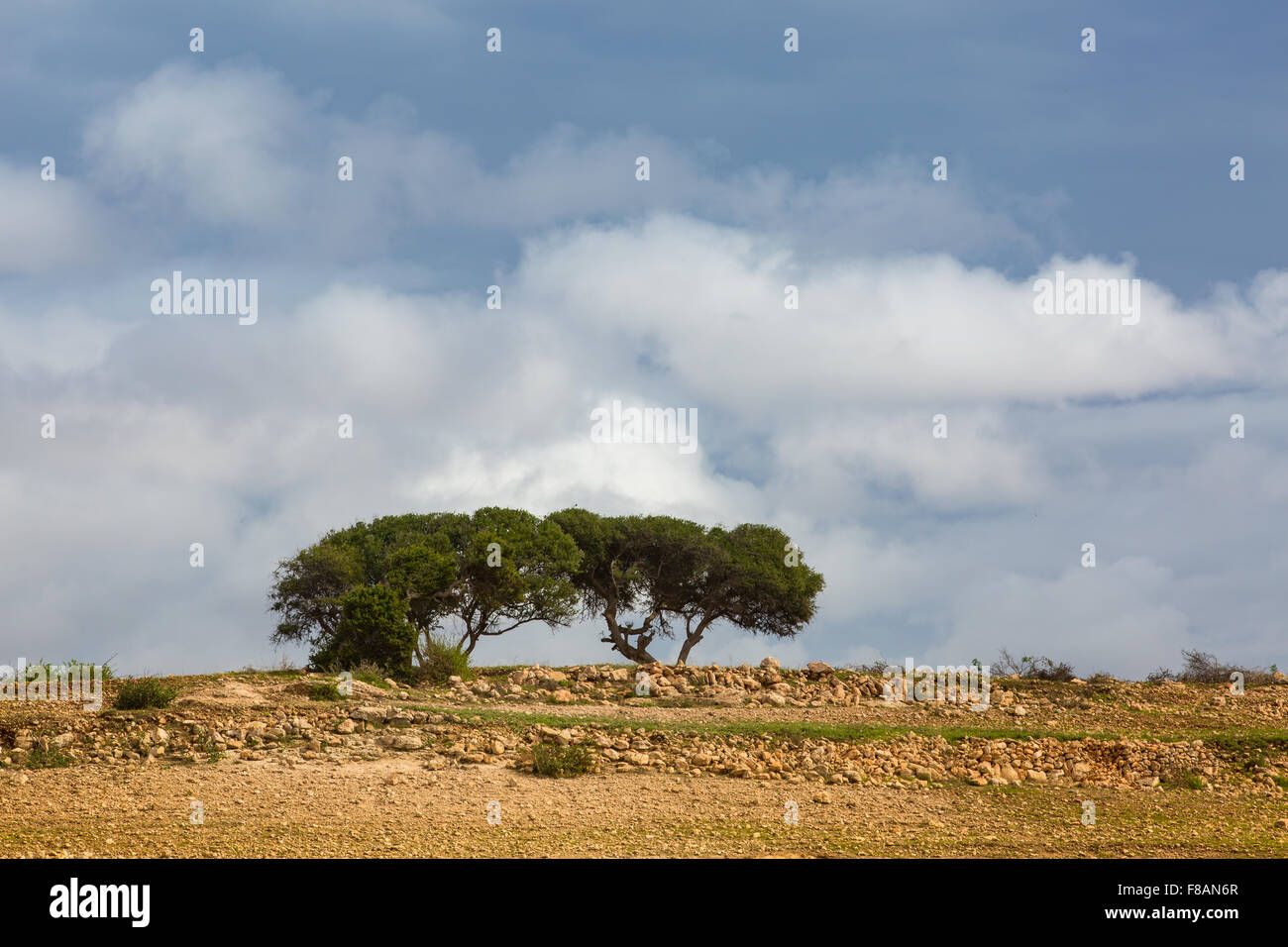 Argan trees on the Atlantic coast. Essaouira, Morocco. Stock Photo