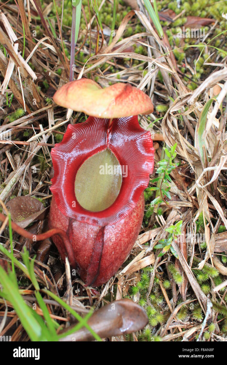 Old Raja Pitcher pitcher plant (Nepenthes Rajah Stock Photo - Alamy