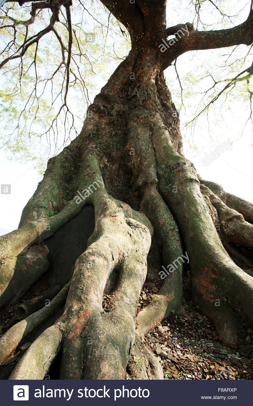 Zelda Tree Roots Zelkova Stock Photos & Zelkova Stock Images - Alamy